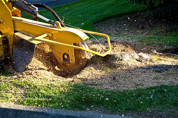 How Our Tree Care Process Works  in  Tomahawk, WI